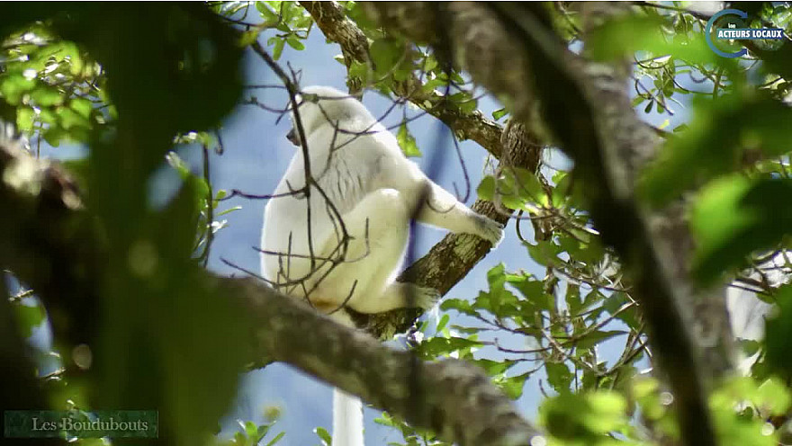 TvLocale des Acteurs-Locaux de Sambava - Les Boudubouts à la recherche du Lémurien Soyeux dans le Parc Marojejy de Madagascar