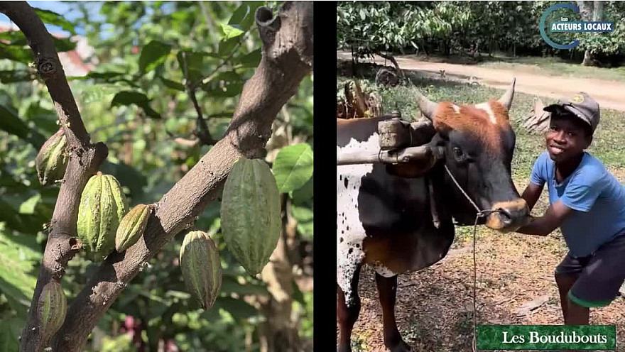 Acteurs-Locaux Madagascar - Les Boudubouts chez le producteur de Cacao MILLOT à Andzavibe dans la région du Sambirano