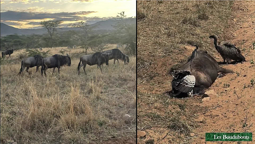 TvLocale Tanzanie - Les Boudubouts 